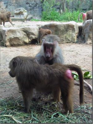 baboons02.jpg