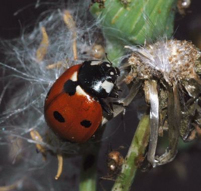 ladybug01.jpg