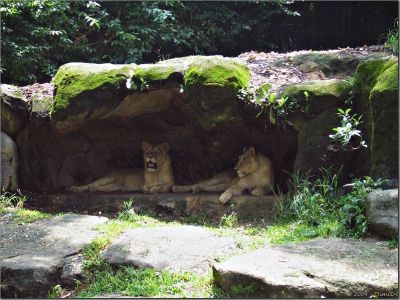 lions01.jpg