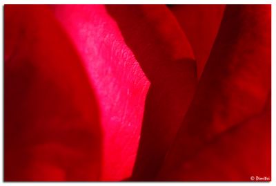 red_rose_abstract.jpg