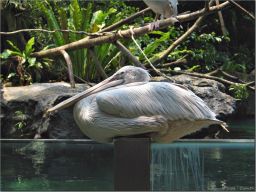 pelican01.jpg