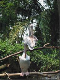 pelican02.jpg