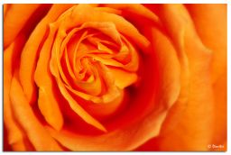 rose_orange.jpg