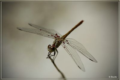 dragonfly004.jpg