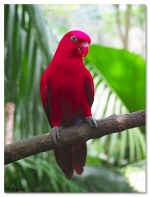 parrot_red.jpg