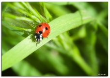 ladybug_red.jpg
