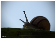 snail001.jpg